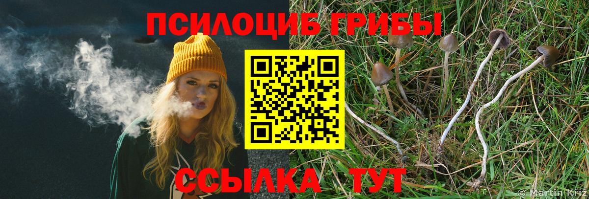 Галлюциногенные грибы Psilocybe  Зерноград  продажа наркотиков  Псилоцибиновые грибы Psilocybe 