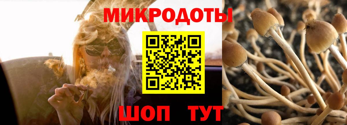 Псилоцибиновые грибы Psilocybe Зерноград